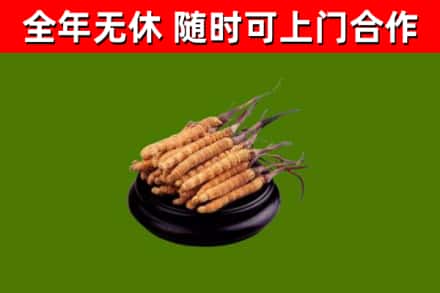 克孜勒苏州烟酒回收冬虫夏草.jpg